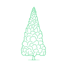Plants Bald Cypresses Japanese Cedar Engraving Svg Design, Free Vectors File